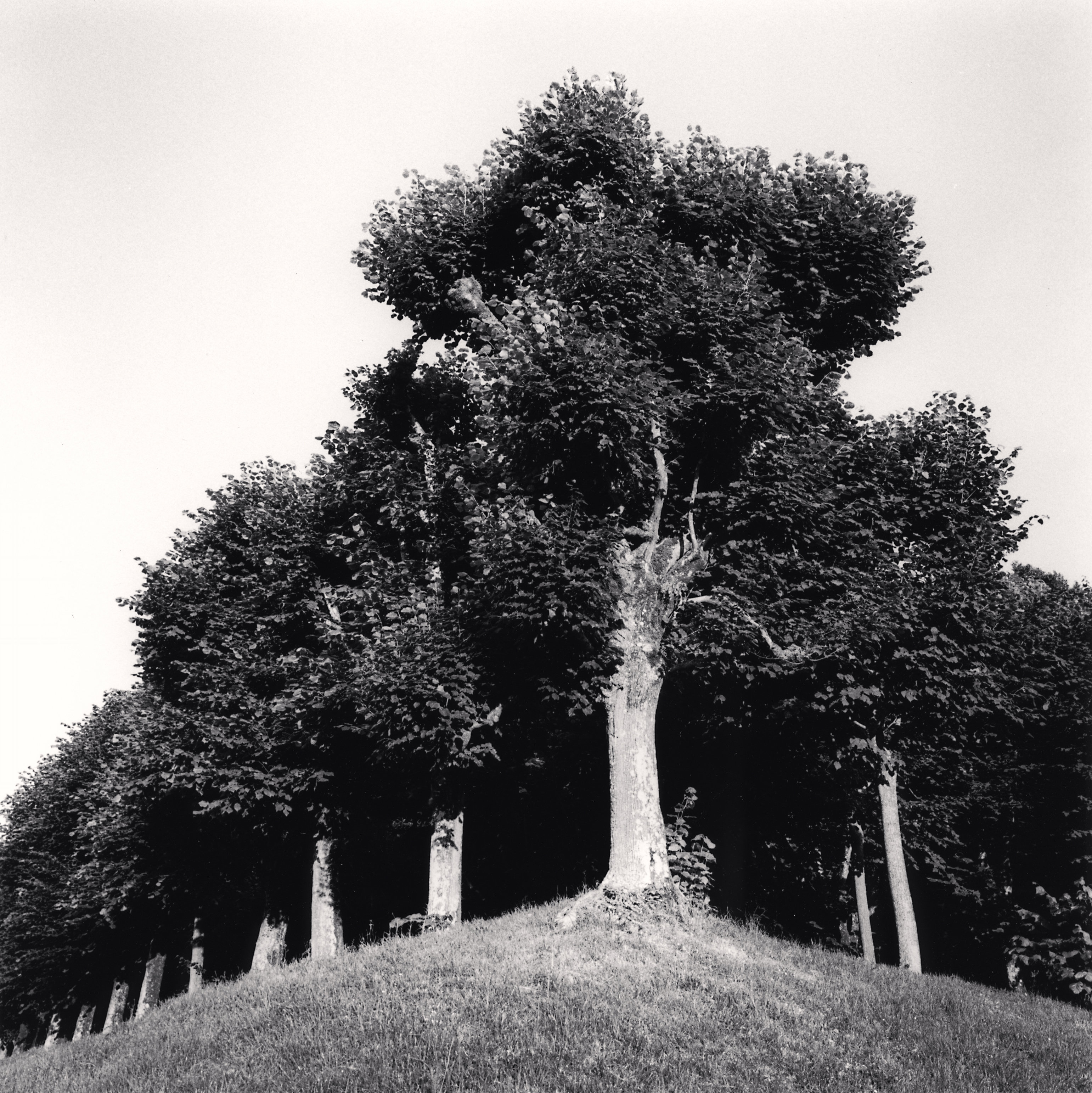 Row of Trees, Hautvillers, Champagne-Ardenne, France.