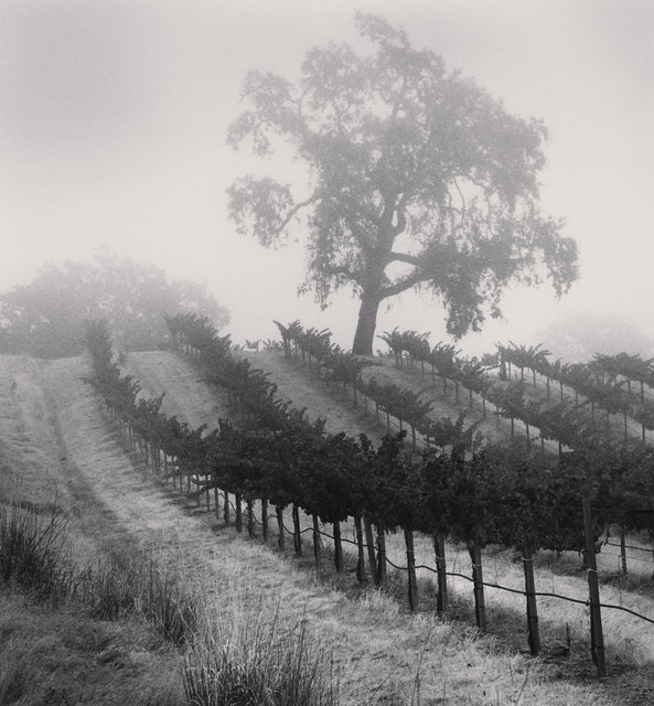 Knights Valley Vineyard - Napa Valley, USA.