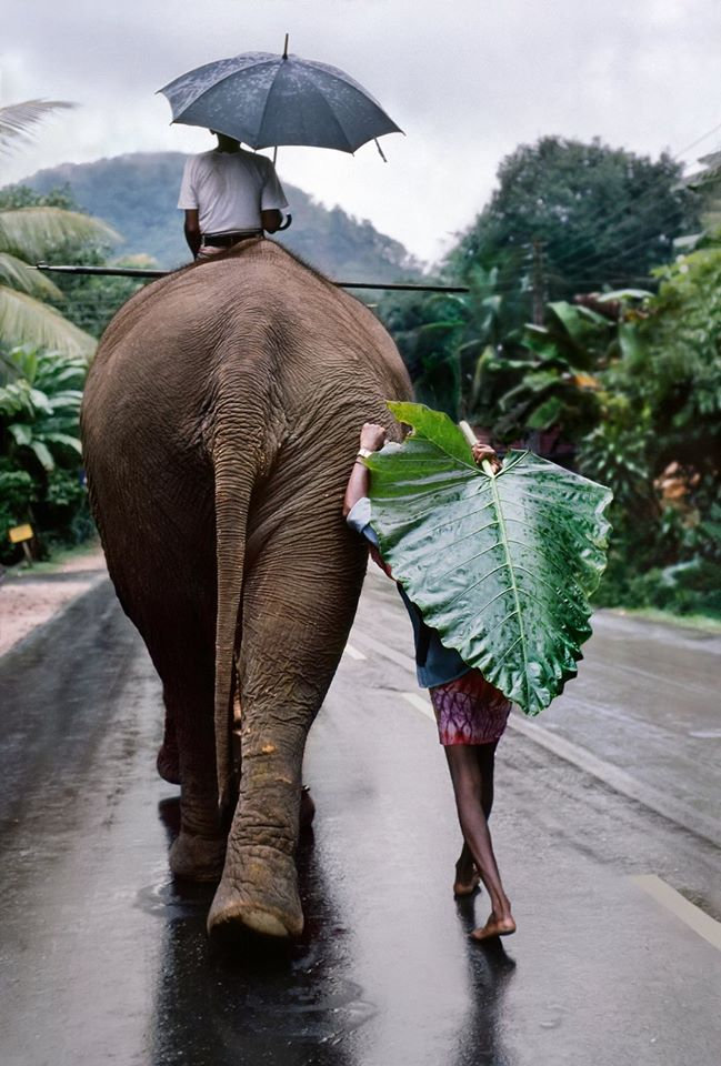 Young Man Walks Behind Elephant, Srilanka