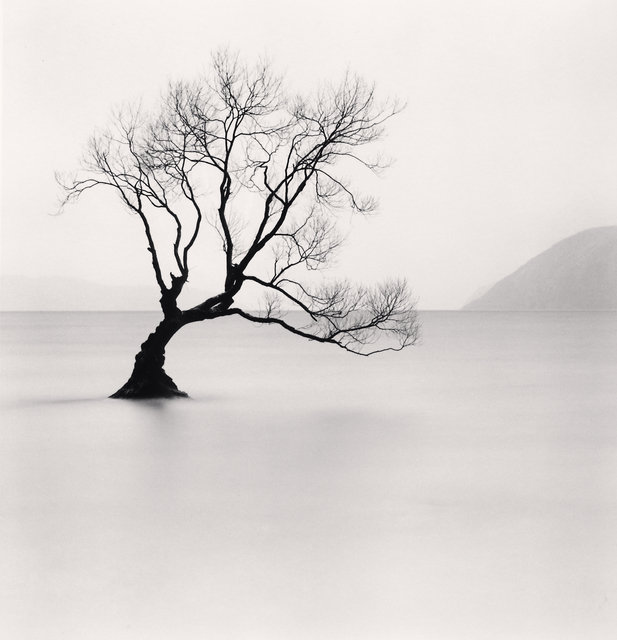 Wanaka Lake Tree - Study 1, Otago, New Zealand.