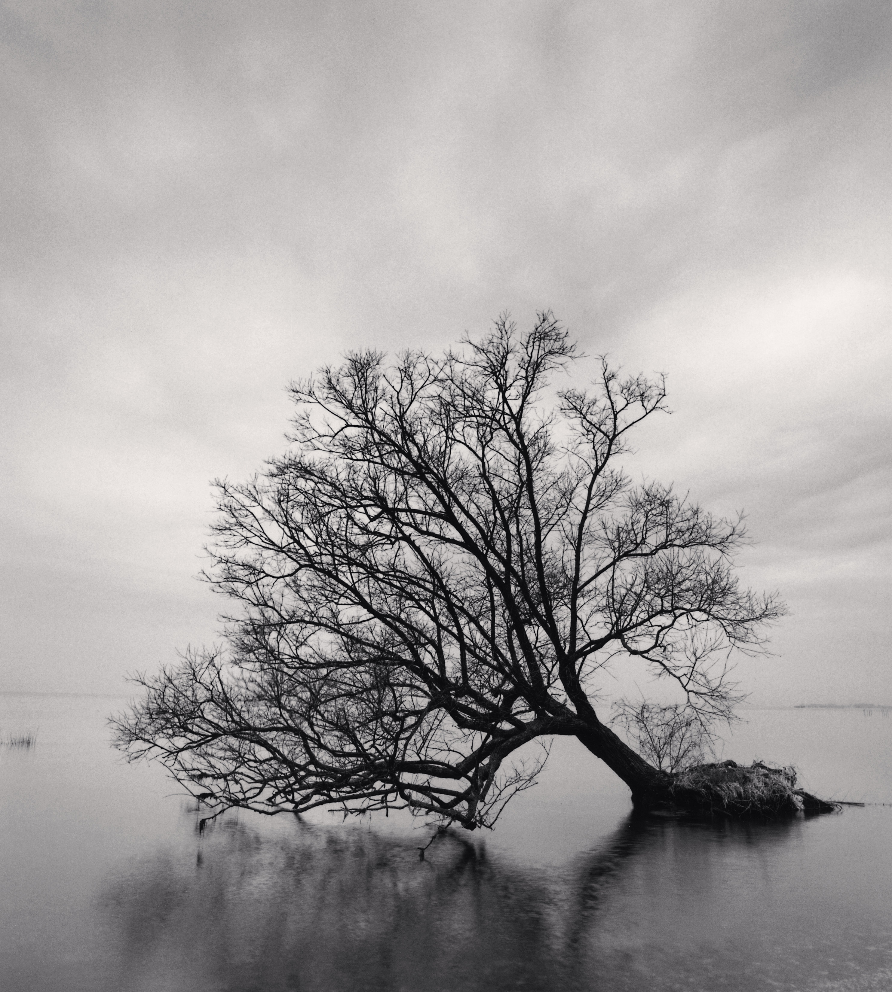 Falling Tree, Nagahama, Honshu, Japan.