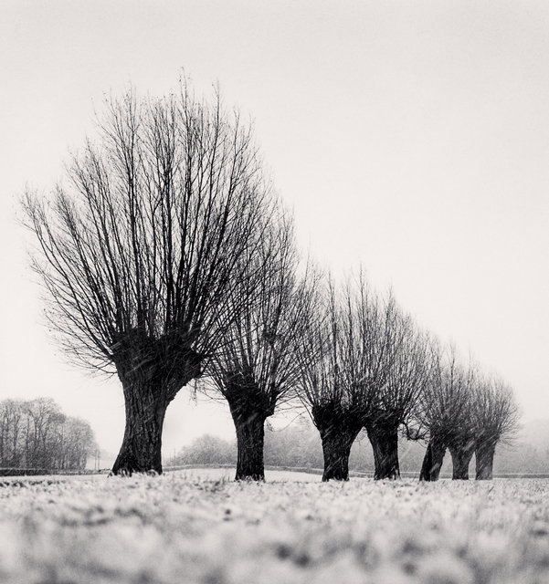 Seven Pollarded Trees - Capaize, Bourgogne, France.