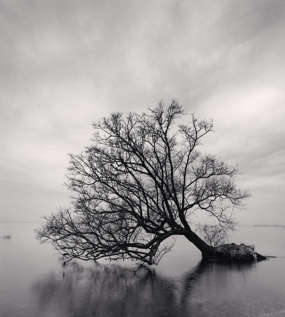 Falling Tree - Nagahama, Honshu, Japan.