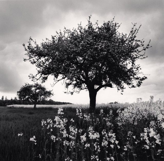 Spring Trees - Westerwald, Germany.