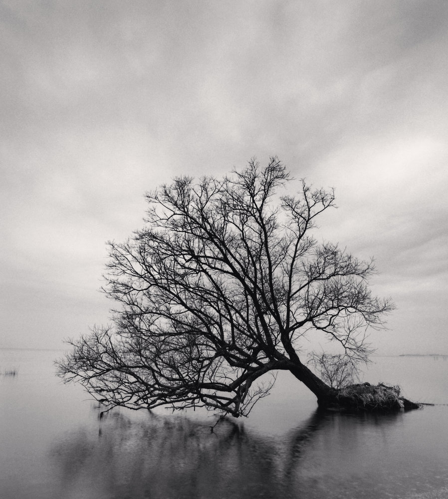 Falling Tree, Nagahama, Honshu, Japan.
