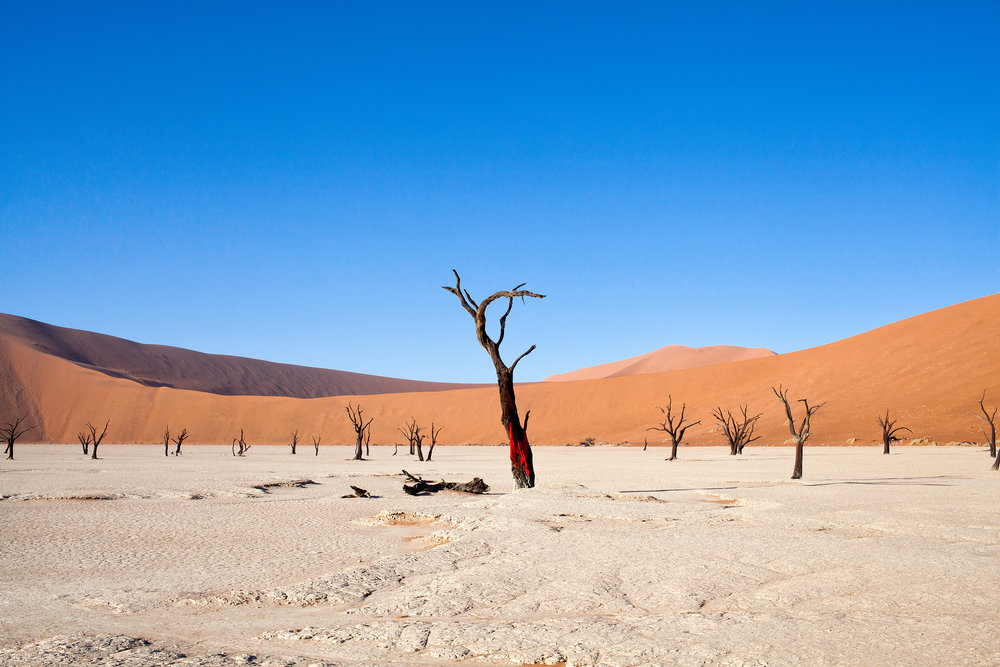 Árbol Sangrante - Desierto de Namibia