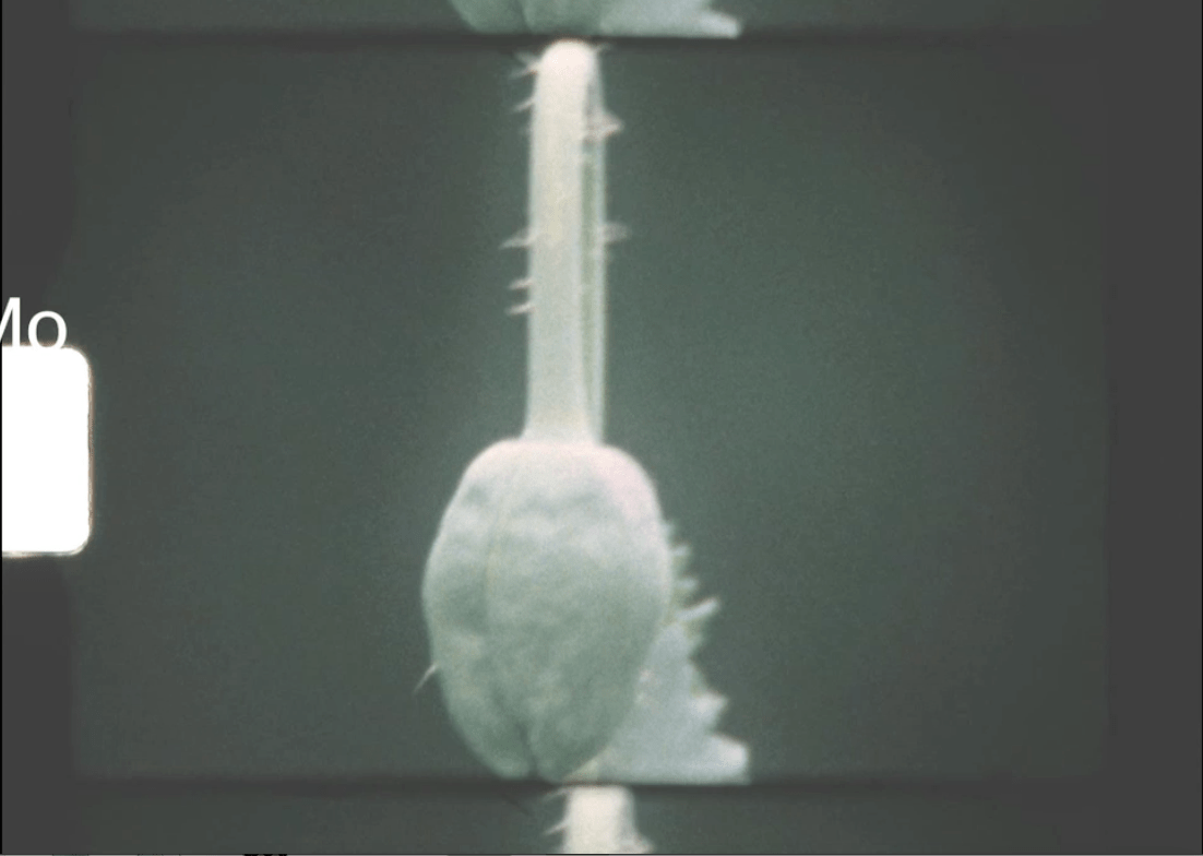 Subtitle — view 2