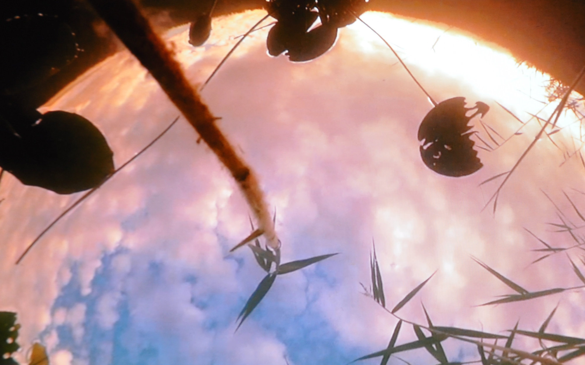 Skydiving Waterlilies — view 2