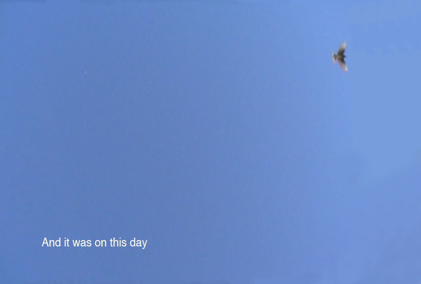 Bird in a Cage — Nicole Wassall