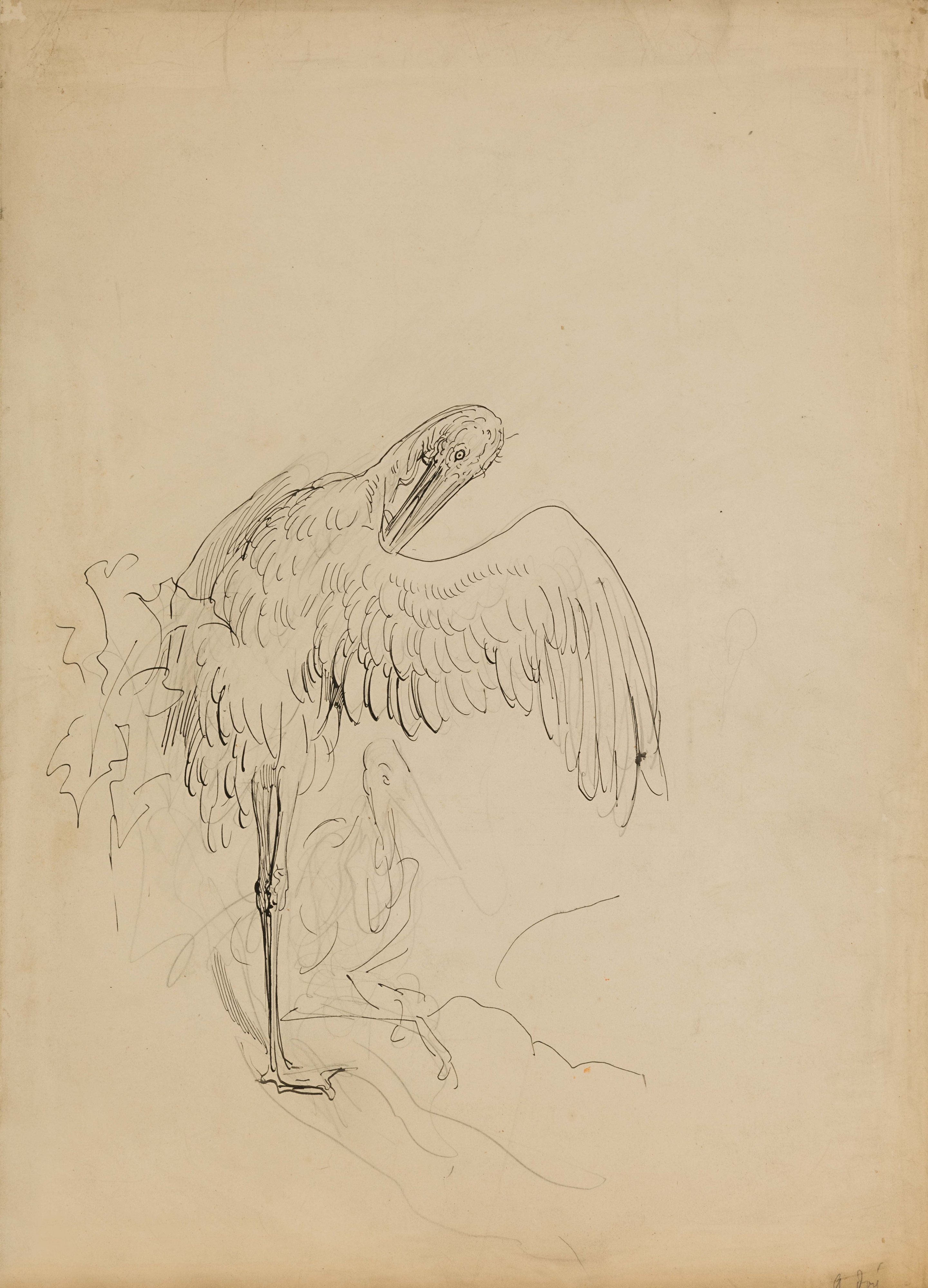 Gustave Doré — Study of a Pelican