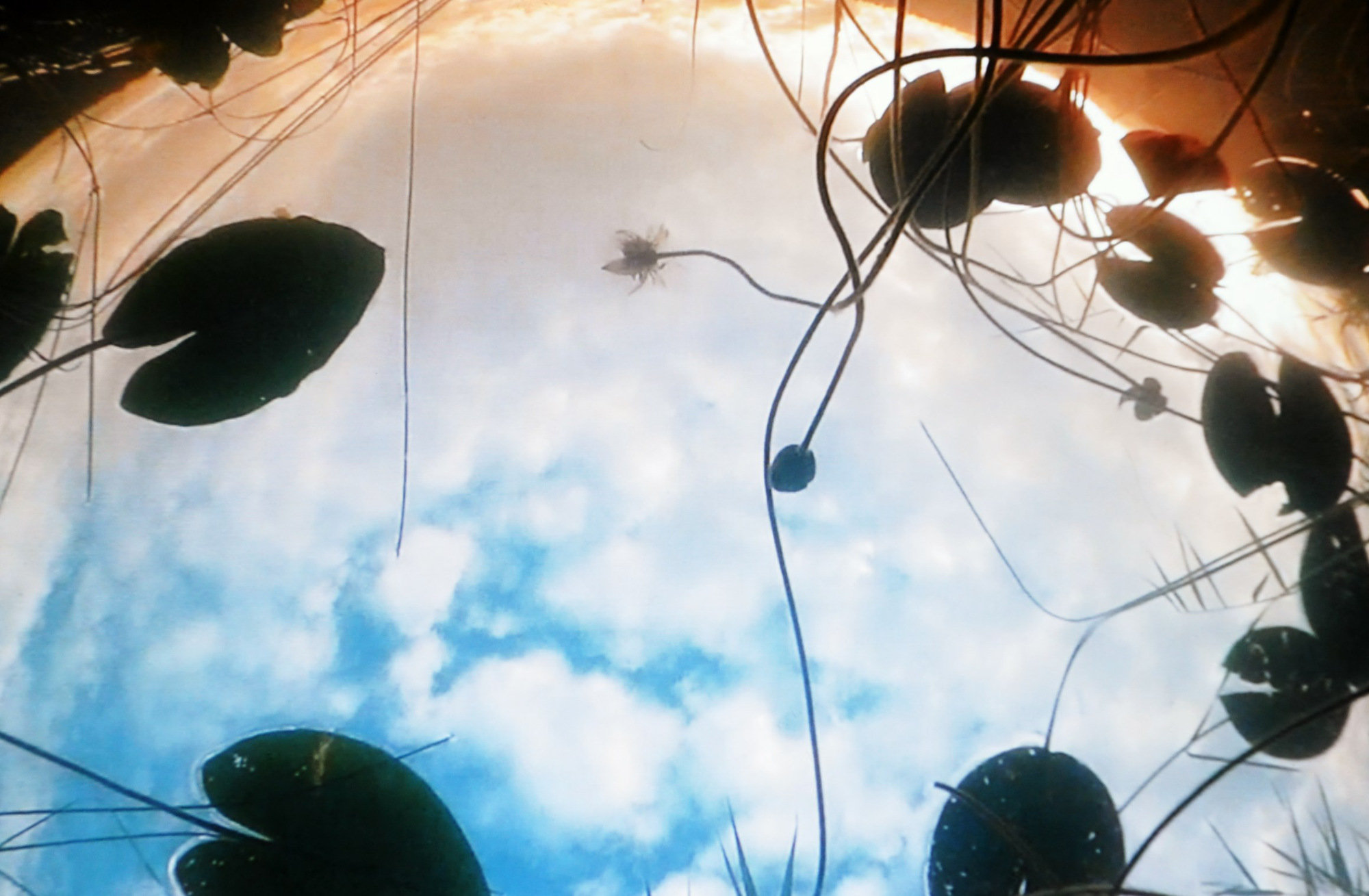 Skydiving Waterlilies — Herman Lohe