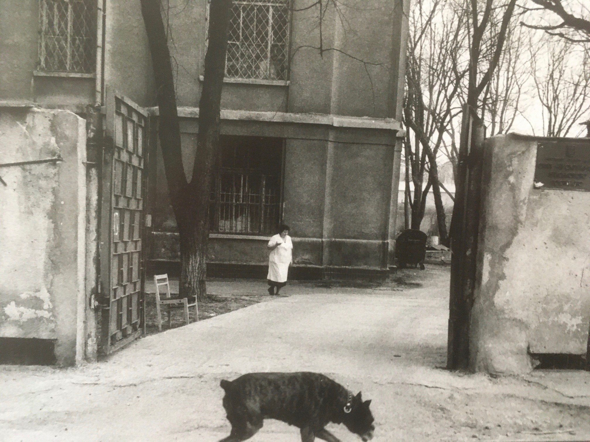 Dog in front of Woman coming out of  Primorskiy District Hospital, 22nd April 2003 — Nicholas Hopkins