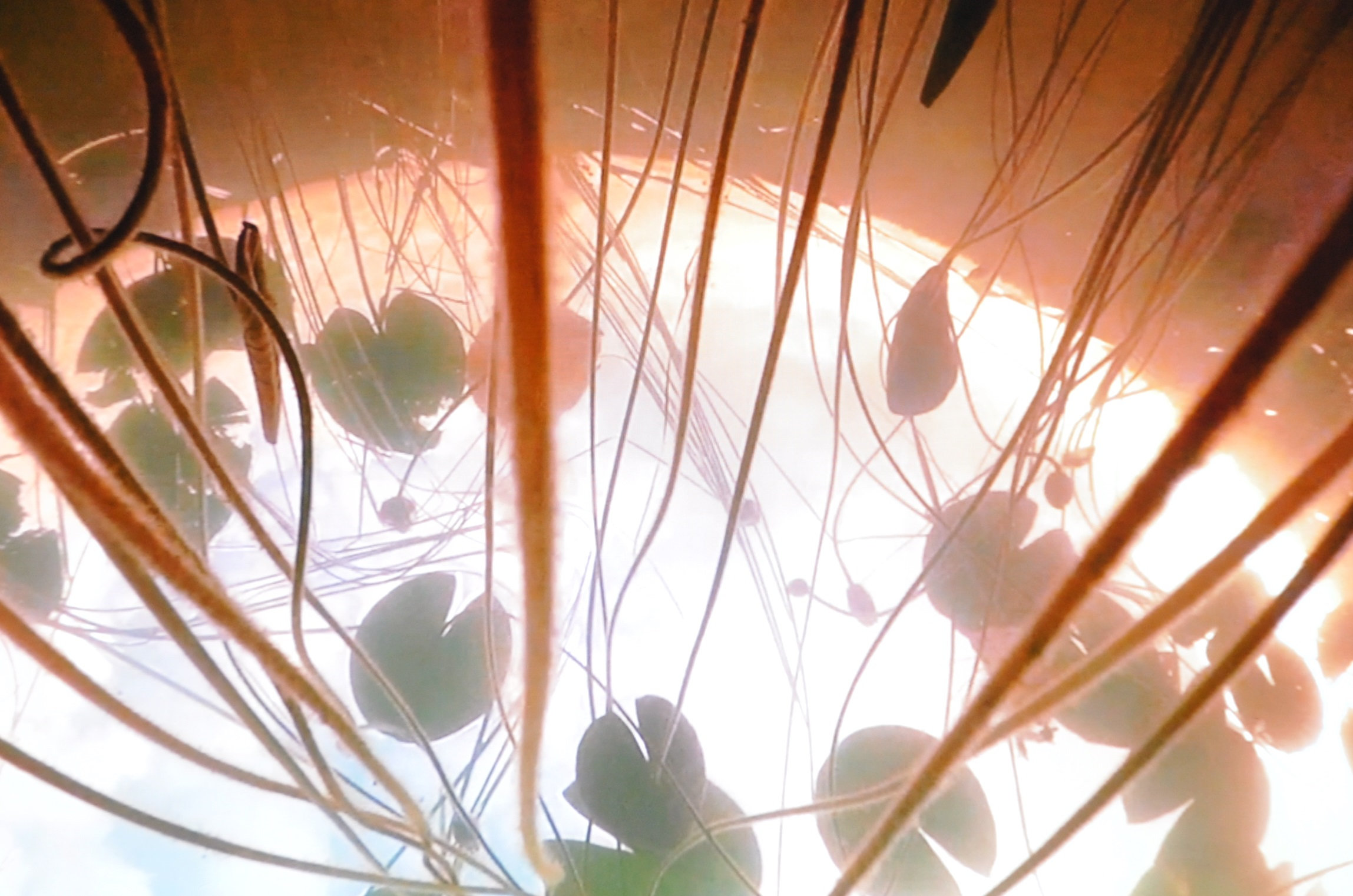 Skydiving Waterlilies — view 3